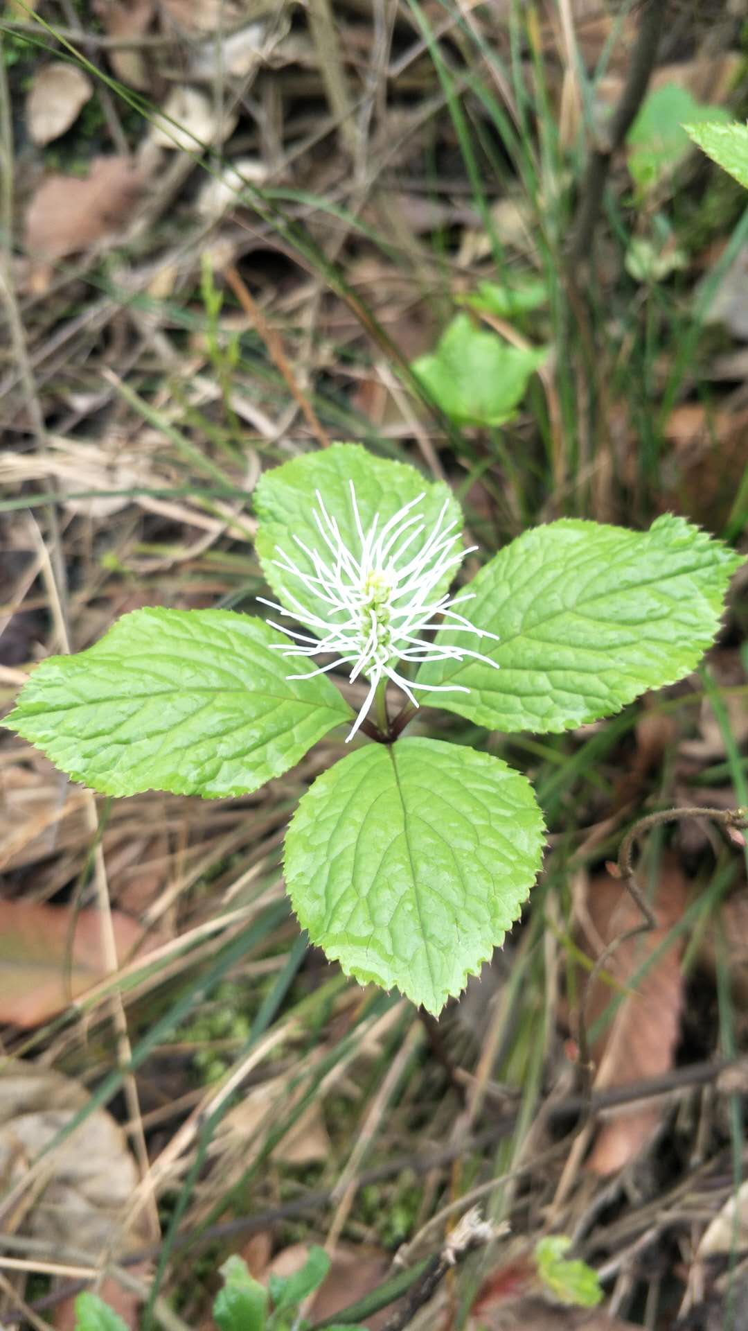 上海交通大学徐汇校园三景