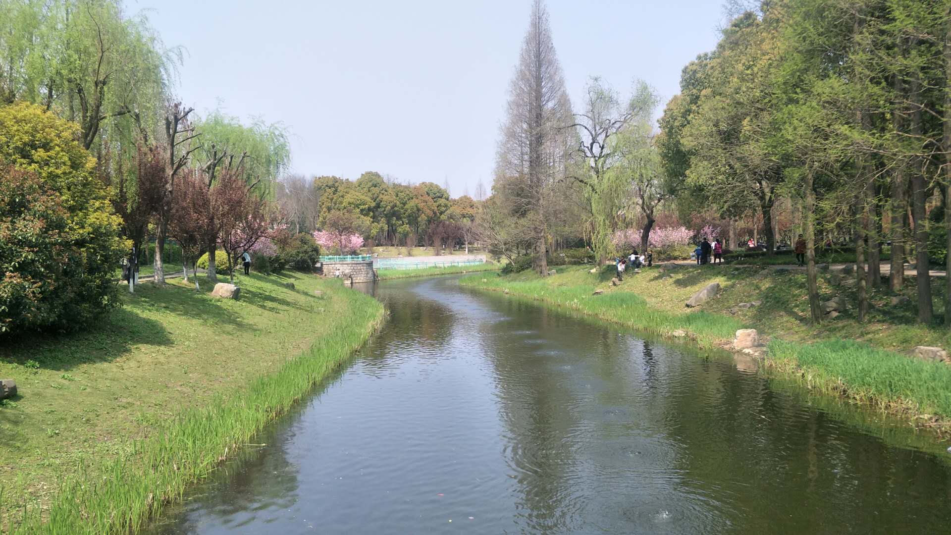 华泾公园的春天